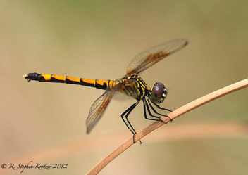 Erythrodiplax berenice, female